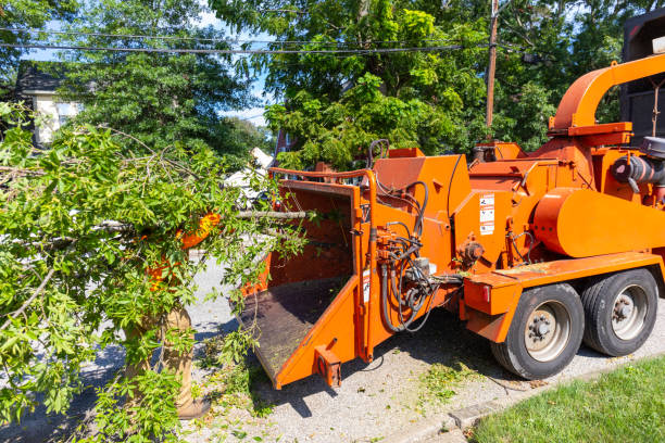 Trusted Rochester, NH Tree Service Experts